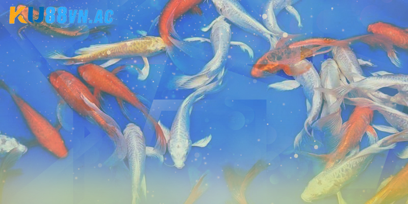 Nằm Mơ Thấy Cá Chép Đánh Đề Con Gì Để Mang Lại May Mắn 2 Nằm mơ thấy cá chép đánh đề con gì chuẩn xác nhất?