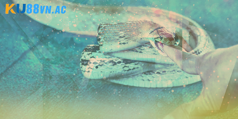 Nằm Mơ Thấy Rắn Hổ Mang Cắn Vào Tay Đánh Con Gì Ku88 3 Nằm mơ thấy rắn hổ mang cắn vào tay đánh con gì thể hiện sự cảnh báo