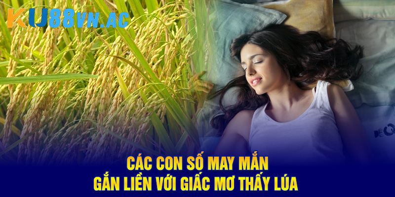 Các con số may mắn gắn liền với giấc mơ thấy lúa 